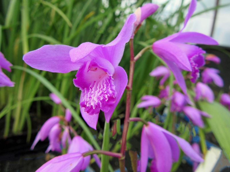 Bletilla striata - Supmforchidee